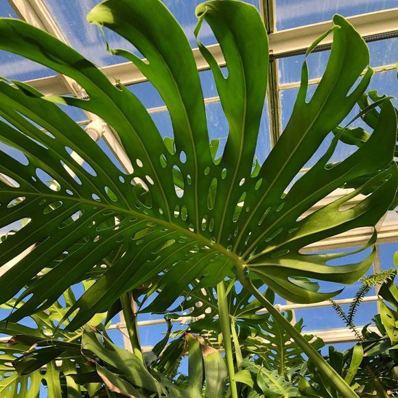 Meet your Posher, Lin - Picture 1 of 1